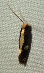 Monopis obviella