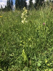 Platanthera muelleri