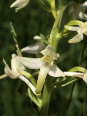 Platanthera muelleri