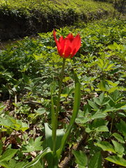 Tulipa