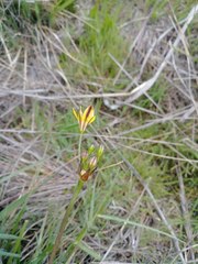 Triteleia ixioides ixioides