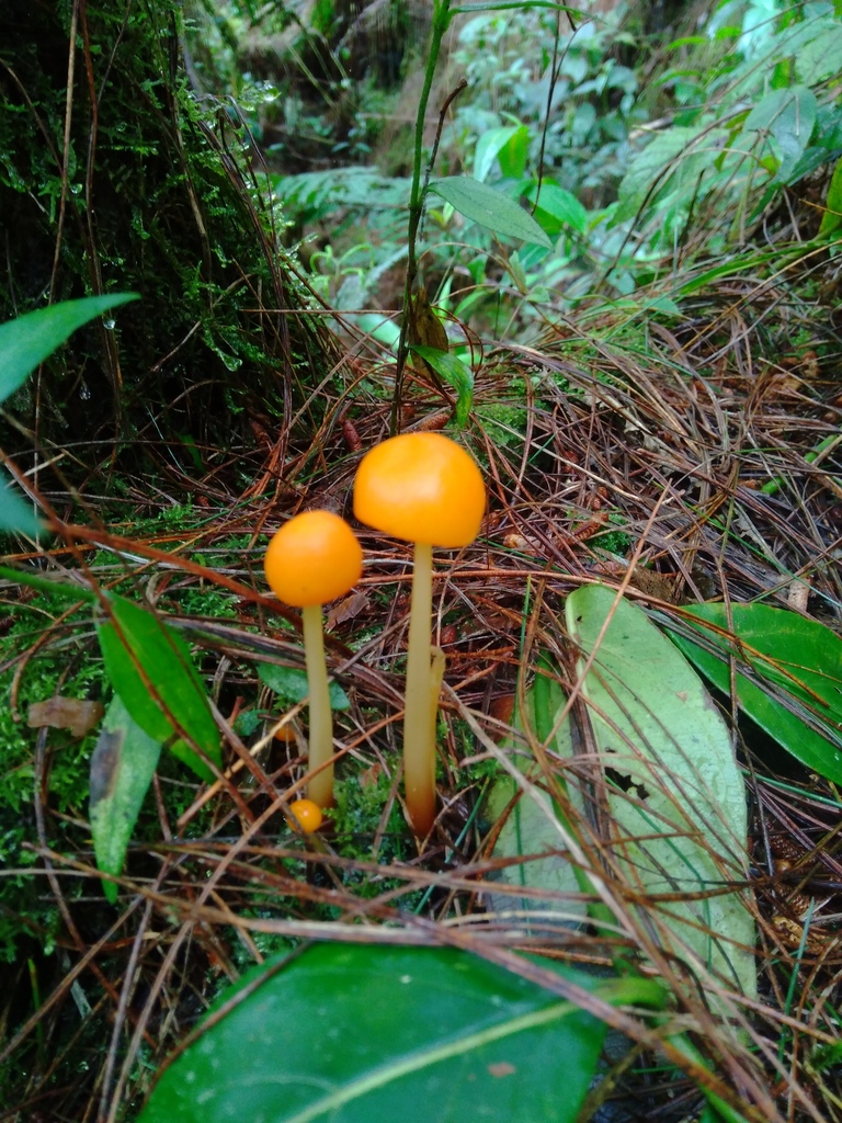 Marasmius hymenogloeus · July 2021 · photo: © danielmesa1 (iNaturalist, cc-by)