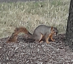 Sciurus niger