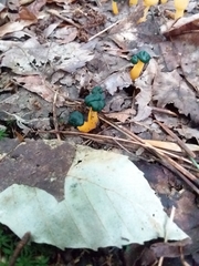 Leotia viscosa