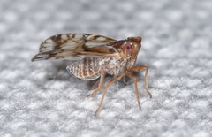 Bothriocera drakei