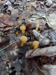 Leotia viscosa
