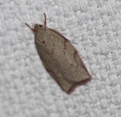 Euchaetis inceptella