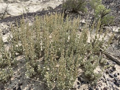 Atriplex obovata