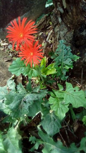 Gerbera jamesonii
