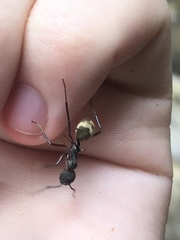 Dolichoderus decollatus