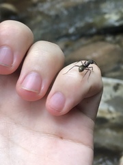 Dolichoderus decollatus