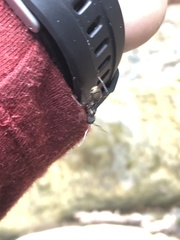 Dolichoderus decollatus