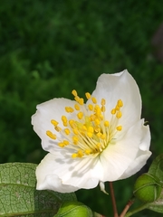 Philadelphus mexicanus