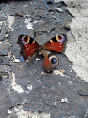 Aglais io