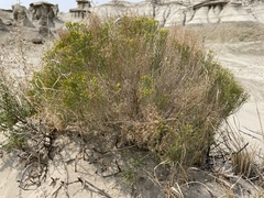 Chrysothamnus greenei