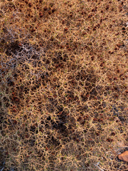 Sarcopoterium