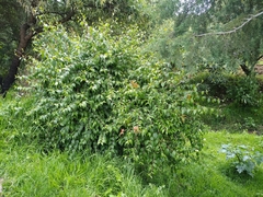 Philadelphus mexicanus