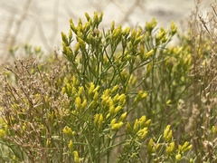 Chrysothamnus greenei