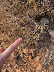 Sarcopoterium