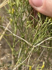 Chrysothamnus greenei