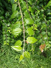 Philadelphus mexicanus