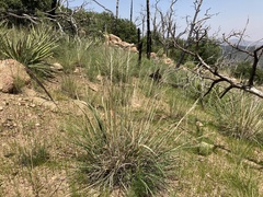 Muhlenbergia emersleyi