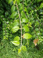 Philadelphus mexicanus