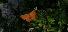 Emesis mandana