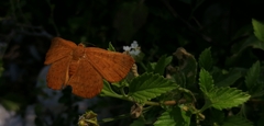 Emesis mandana