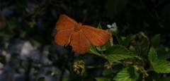 Emesis mandana