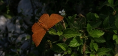 Emesis mandana