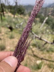 Muhlenbergia emersleyi