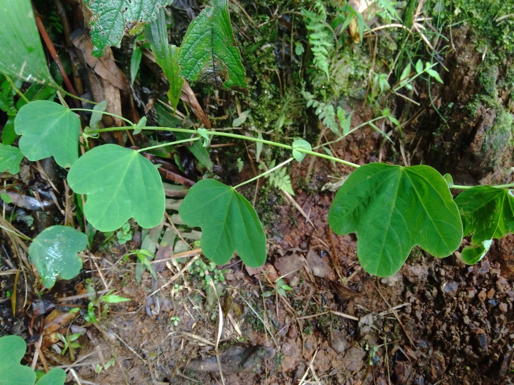 Passiflora resticulata; photograph (c) Daniel Mesa, some rights reserved (CC BY)