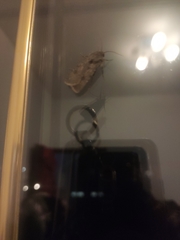 Agrotis exclamationis