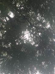 Gleditsia triacanthos