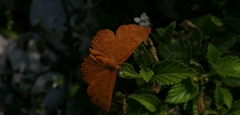 Emesis mandana