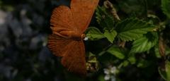 Emesis mandana
