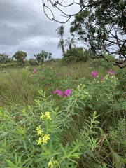 Lasiosiphon triplinervis