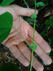 (c) Daniel Mesa, some rights reserved (CC BY) Passiflora resticulata, photograph (c) Daniel Mesa, some rights reserved (CC BY)