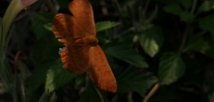 Emesis mandana