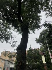 Gleditsia triacanthos