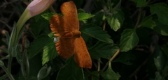 Emesis mandana