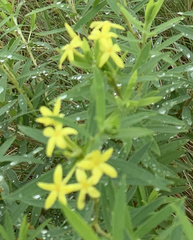 Lasiosiphon triplinervis