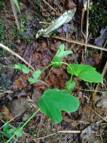 Passiflora resticulata, photograph 5