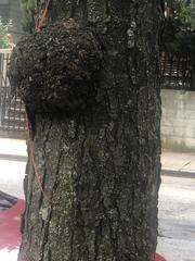 Gleditsia triacanthos