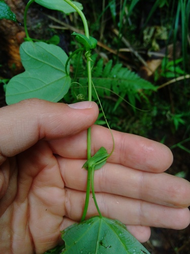 Passiflora resticulata, photograph 6