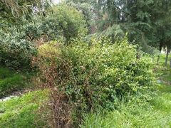 Philadelphus mexicanus