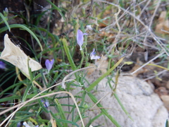 Carlowrightia pectinata