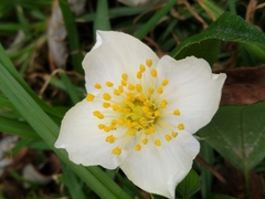 Philadelphus mexicanus