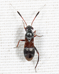 Pilophorus strobicola